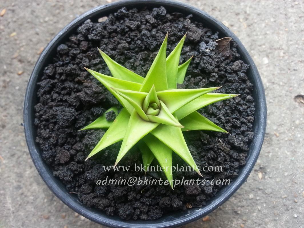 ø; Haworthia Green Compact - Image 1