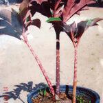 2 Bulb AMORPHOPHALLUS ATROVIRIDIS