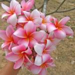 Plumeria Candy Star