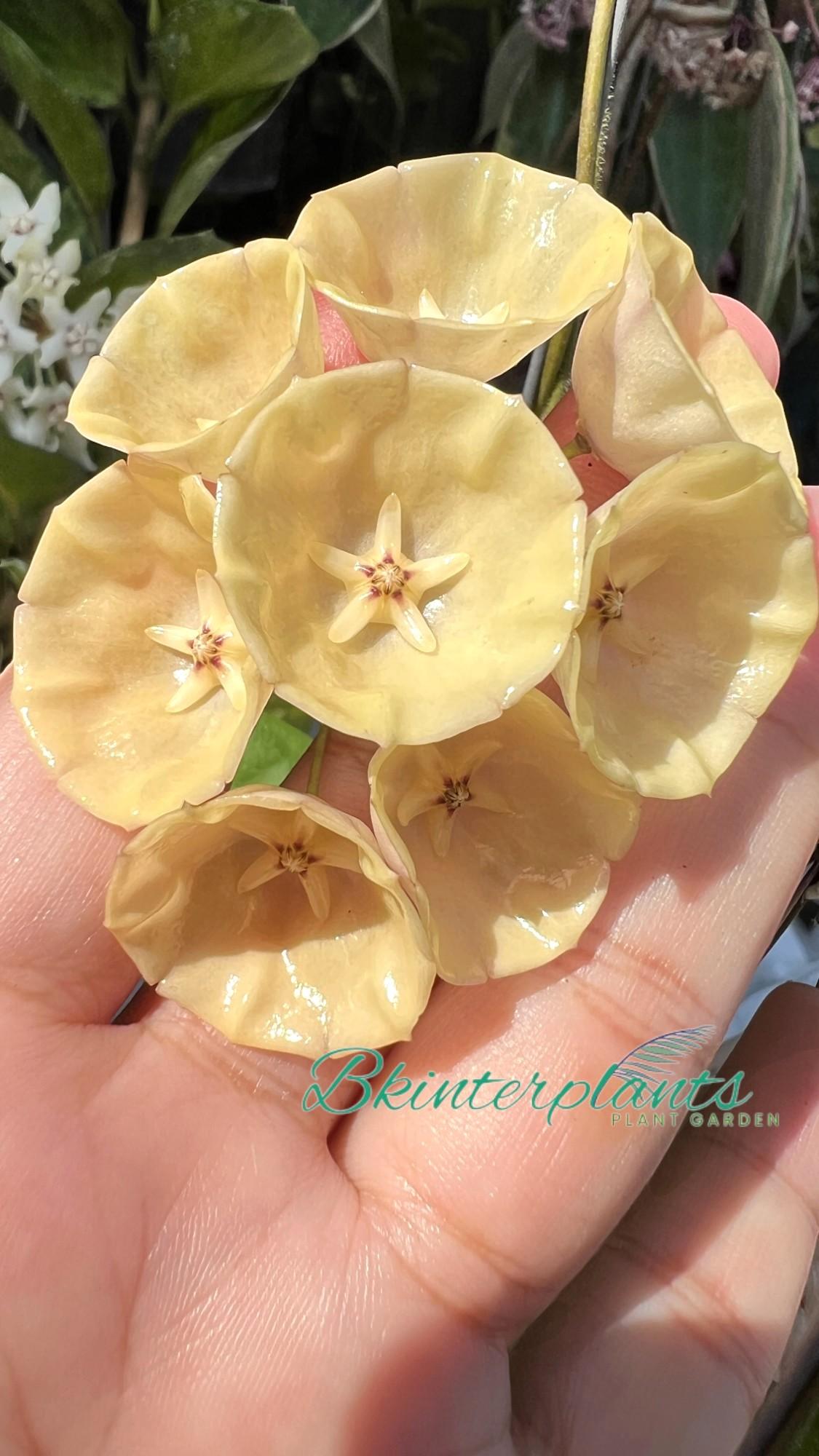 ccimg_2117-photoroom.jpg Hoya Campanulata Size L - Image 1