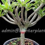 Plumeria ChinaGreatWall