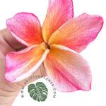 Plumeria Apple