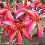Plumeria Diamond Rainbow