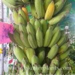 Musa Banana KLUAI Nam Wa Maliong