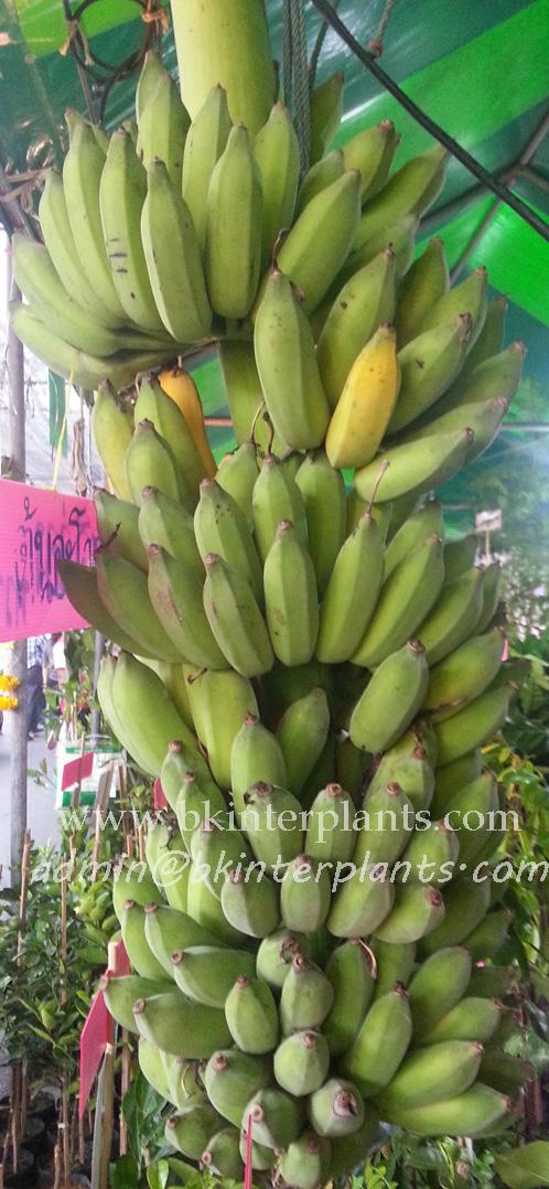 ø; Musa Banana KLUAI Nam Wa Maliong - Image 1