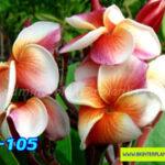 Plumeria J105