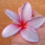 Plumeria Mango Red