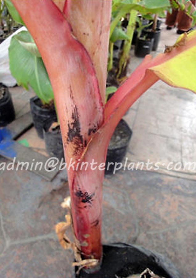 musa_red.jpg Musa Banana Siam Red - Image 1