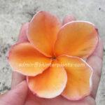 Plumeria Parameno