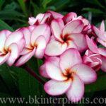 Plumeria Phet Nam Eak
