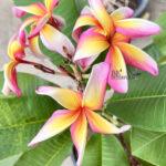 Plumeria Pink Ribbin