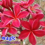 Plumeria Red Magic
