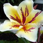Plumeria S.Vichanu Gold