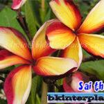 Plumeria Sai Thong