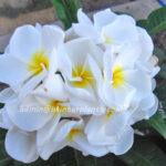 Plumeria Snow White