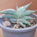 Sansevieria " Rorinda Blue Compact "