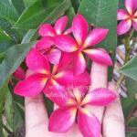 Plumeria Red Sunshine
