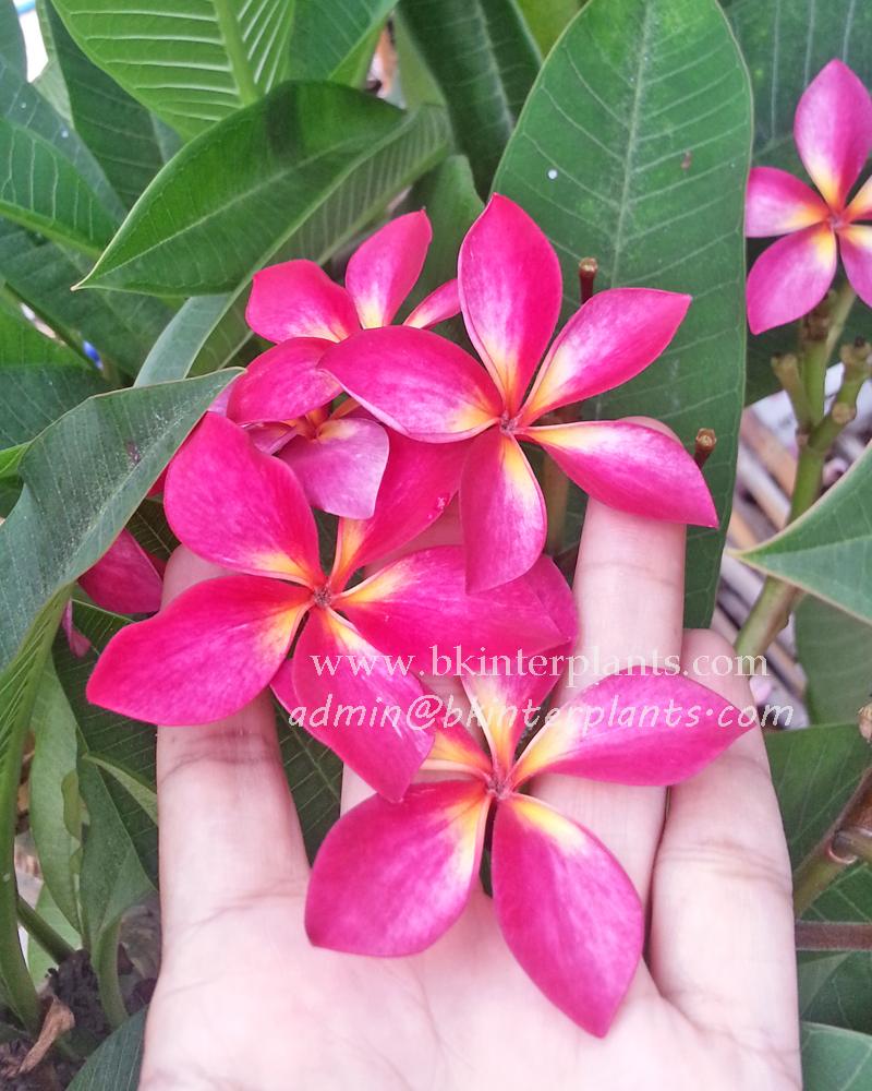 ø; Plumeria Red Sunshine - Image 1