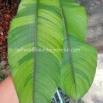 Heliconia " Stricta Red Flower Variegated "