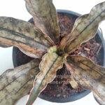 Sansevieria Copper