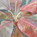 Musa Banana Siam Ruby