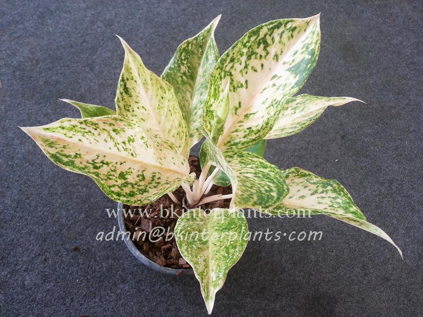 20160120_133524.jpg AGLAONEMA " Daimond " - Image 1