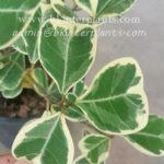 Sweetheart Tree Variegated