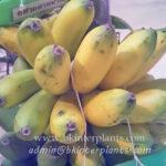 Musa " Kluai Golden Honey "