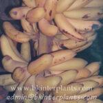 Musa " Kluai Hom Champa "