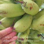 Musa " Kluai Khai Pra Tabong "