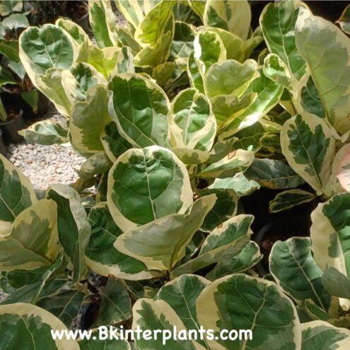 Diverse collection of rare exotic plants, caudex, and tropical foliage from Thailand nursery with Free Phyto at bkinterplants.