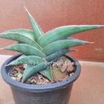 Sansevieria Draft Samuria