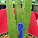 Sansevieria Lav.24977