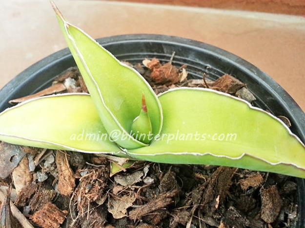 57_4.jpg Sansevieria " Rorinda Yellow Variegated " - Image 1