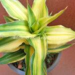 Sansevieria " Aborance Yellow Vareigated "