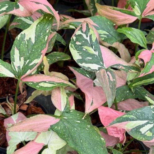 Syngonium Milk Confetti - unique speckled variegation indoor plant at BKinterplants