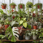 Wholesale tropical plants and rare variegated aroids from Thailand nursery, bulk orders with Free Phytosanitary Certificate at bkinterplants.