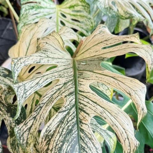 Exclusive collection of rare variegated plants from Thailand featuring Monstera Mint, Philodendron, and Musa with Free Phytosanitary Certificate at bkinterplants.