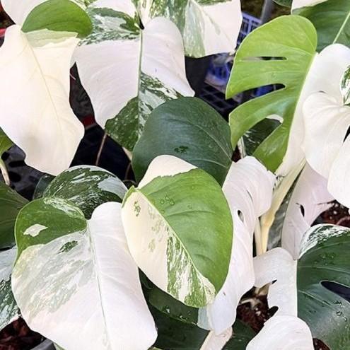 Best selling rare variegated Anthuriums and tropical plants from BK Interplants Thailand
