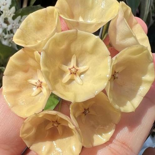 Rare variegated Hoya plants - premium heart-shaped leaves for collectors at BKinterplants