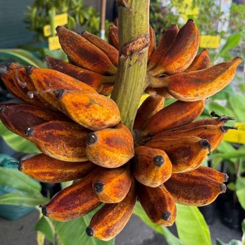 Rare variegated Musa banana plants and fruit-bearing varieties from bkinterplants Thailand with Free Phytosanitary Certificate.