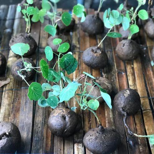 Premium rare plant bulbs and variegated rhizomes from Thailand including Alocasia and Colocasia bulbs with Free Phyto.