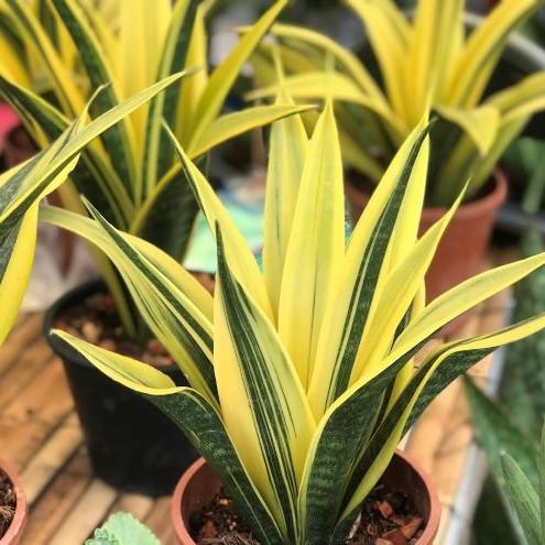 Rare variegated Sansevieria plants, Whale Fin Masoniana, and exotic snake plant hybrids from Thailand with Free Phyto at bkinterplants.