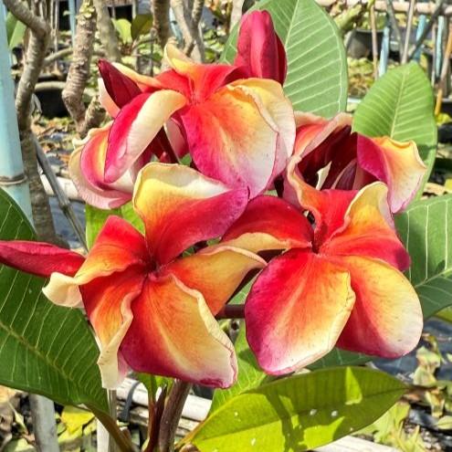 Rare variegated Plumeria flowers and fragrant Frangipani trees from Thailand nursery with Free Phyto certificate at bkinterplants.