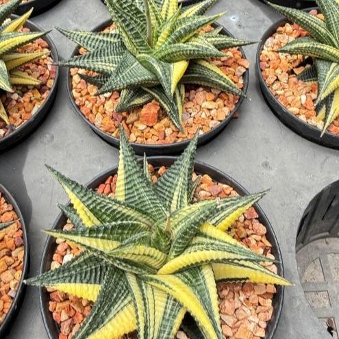 Rare variegated Haworthia and crystal cooperi hybrids from Thailand nursery, high-quality succulents with Free Phyto at bkinterplants