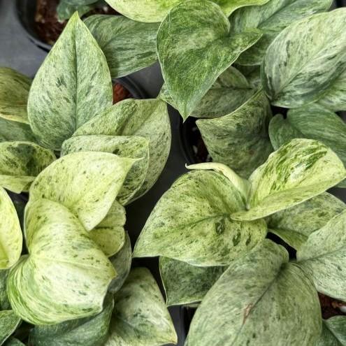Scindapsus pictus Exotica - stunning silver satin pothos with large variegated leaves at BKinterplants