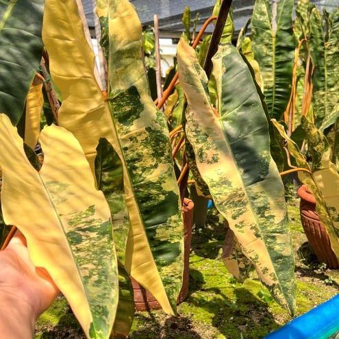 Philodendron indoor houseplant with lush green foliage in a minimalist pot