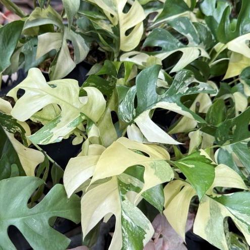 Rare Variegated Rhaphidophora Tetrasperma Mini Monstera - BK Interplants