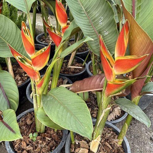 Exotic Heliconia tropical flowers from bkinterplants Thailand, featuring vibrant red and yellow blooms for export.