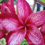 Plumeria Academe